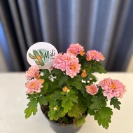 PAKET 4 TANAMAN HIAS KRISAN ASTER PINK, PURING CAKUE, MAWAR PINK, SARBENA HIJAU