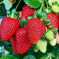 Bibit Buah Strawberry Jumbo Stroberi Manis Cepat Berbuah