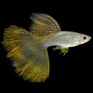 Yellow Lace (Albino Gene) Guppy Live Fish