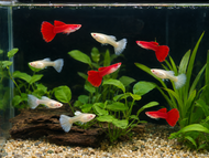 Albino Dumbo Red Hm Live Guppy 1 pair