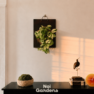 Mounted Money Plant Epipremnum ‘NJOY’ – Easy Care Variegated Climbing Indoor Houseplant