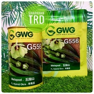 Paket/Tin 50-200g G556 METAPOD GWG Leckat Seed Biji Benih Kacang Bendi F1 Hybrid Okra Seeds Ready St