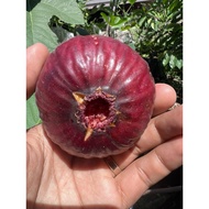 Pokok Tin Variety Amore