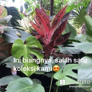 Aglonema Red Sumatra Dewasa