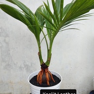bibit bonsai kelapa cabang 2 bertunas dua asli alami