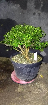 bonsai serbin bonsai seribu bintang serissa termurah siap pajang