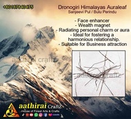 Dronagiri Himalayas AuraLeaf 🌿 (Sanjeevi Pul / Bulu perindu)