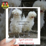 ayam poland walik sepasang dewasa mapan special langka