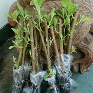 Herbal Insulin Plant Cuttings Kipahit/ 1kg