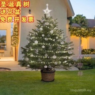 Spruce Christmas Tree Real Christmas Tree Living Real Tree Real Christmas Tree Potted Christmas Tree