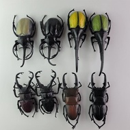 Bandai Gashapon Large World Insect Series 2 Beetle Unicorn Stag Beetle
