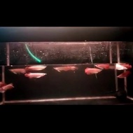 Terjangkau Ikan Arwana/Arowana Super Red Baby 10Cm