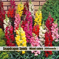 [Easy To Grow In The Philippines] 200pcs Mix Colour Snapdragon Seeds Flower Seeds for Planting Dragon Flowering Plants Seeds Bonsai Seeds for Gardening Bonsai Tree Live Plant Indoor Plants Balcony Potted Garden Decoration Vegetable Seeds Buto Ng Bulaklak