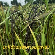 Thailand Sharp Black Jasmine Rice Variety 50 Seeds Full Seed 100%