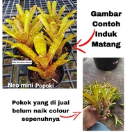 BROMELIAD BY GHA GARDEN HOUSE