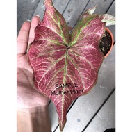 Caladium-Thai Hybrid