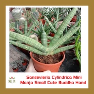 Sansevieria Cylindrica Mini Manja Small Cute Buddha Hand Sansevieria Lidah Buaya Cylindrica StarFish