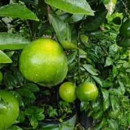 Anak Pokok Limau Bali Sunkist (Pokok Kahwin Tinggi 1-2 kaki)