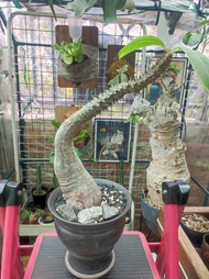巴氏棒槌 塊根植物 換可象漆 象足漆樹