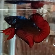 CUPANG MALE KOI FANCY SOLID AVATAR EMERALD NEMO GRADE 200K (CONTOH)