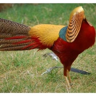 Mantap Telur Ayam Hias Golden Pheasant