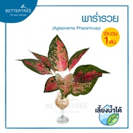 พาร่ำรวย( จำนวน 1 ต้น ) Aglaonema สามารถเลี้ยงน้ำได้ ไม้ฟอกอากาศ ต้นไม้ plant