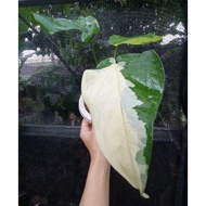 Sindo - Philodendron Ciapense Variegated Live Plant U0QN4MOND2