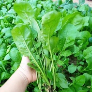 现货爆款大叶臭菜种子东北小臭菜芝麻菜籽春秋季阳台菜园盆栽野菜蔬菜种Big Leaf Stinky Vegetable Seeds Northeast Small Stinky Vegetable Ar
