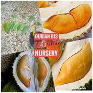 Anak Pokok Durian D13 Golden Bun