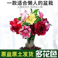 Double Petal Desert Rose Seedling Potted Plant Four Seasons Flower Green Plant Old Pile Indoor Balco