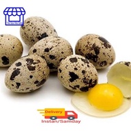Telur Puyuh Telur Burung Puyuh 250 gram