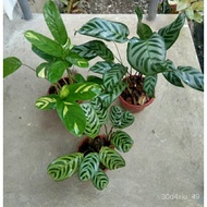 Calathea Bundle, Live Plants VJCP