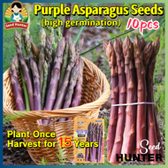 High Yield Fresh Purple Asparagus Seeds for Planting Vegetables (Fast Growing 10pcs) 紫芦笋种子 Asparagus