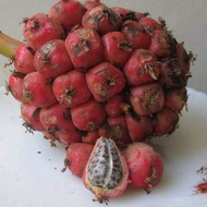 Buah Kecombrang Honje Segar Buah Honje Merah