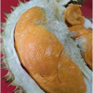 Anak Pokok Durian Udang Merah D175