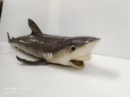 白眼鮫鯊魚標本
