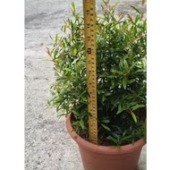 pomegranate plant in pot size 8 inch , Est height 1 feet