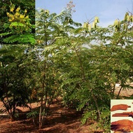 25 เมล็ด เมล็ดพันธุ์ ฝางแดง หรือ ฝางเสน หรือ ฝางส้ม Caesalpinia sappan L Seeds