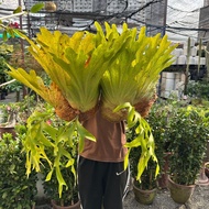 90s Greenovation live plant Cabbage Staghorn Platycerium superbum Tanduk Rusa 鹿角蕨