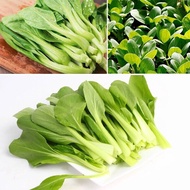 200Pcs Pak Choi Seeds Benih Bunga Keladi Viral Fruit Seeds Vegetable Benih Pokok Bunga Buah Biji Benih Pokok Bunga Flower Seeds Malaysia Plants Bonsai Tree Live Indoor Air Plants Gardening Deco