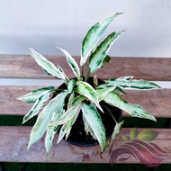 Syngonium T25 by LS Group