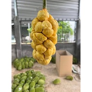 Ancient Malay jackfruit seedling (Malay jackfruit)