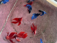 Betta fish ปลากัดจีน