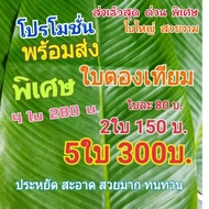 ใบตองปลอม ใบตองเทียม ใบตอง สด ธรรมชาติ ใบตองพลาสติก ใบตองตกแต่ง ใบกล้วย  กล้วย  banana leaf ใบไม้ ใบไม้ปลอม ตกแต่ง  bg 1 ใบ One