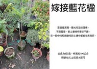 心栽花坊-藍花楹/藍花盈/8吋/嫁接苗/期間限定/綠化植物/綠籬植物/開花植物/售價700特價600
