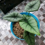 PROMO TERBATAS paket 3 tanaman Alocasia Bisma, parasol mini,calathea