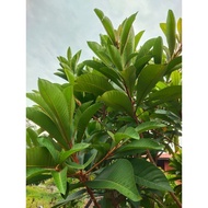 POKOK MAMEY SAPOTE LORITO/CIKU GERGASI //CLEAR STOCK