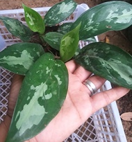 Aglaonema Maria Emerald Beauty Silver white markings