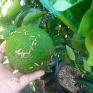 new bibit tanaman buah jeruk dekopon sudah berbuah tinggi 1 meter