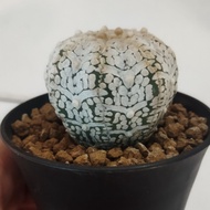 cactus astrophytum asterias v type snow 